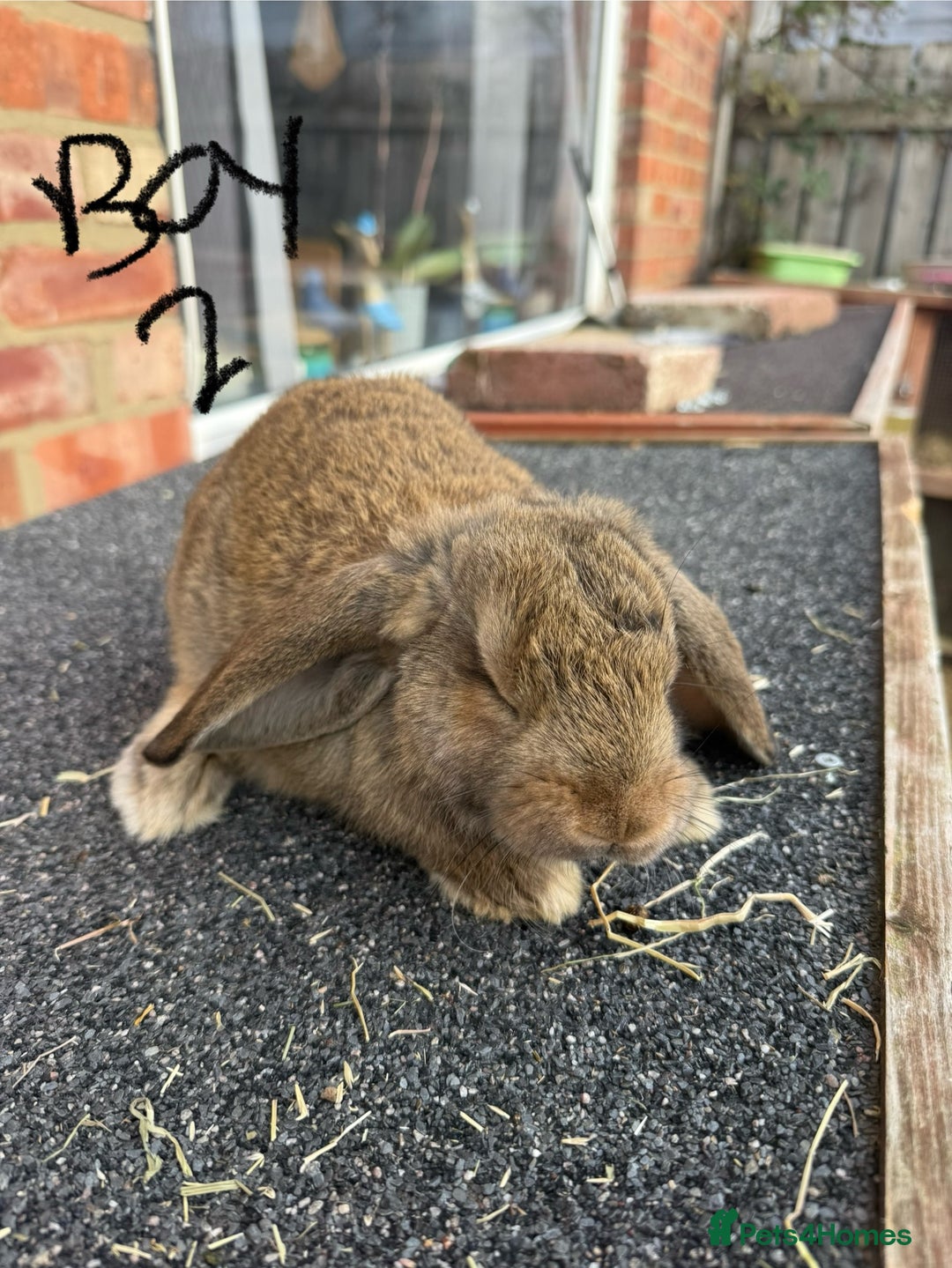Mixed Breed rabbits for sale: Mixed breeds rabbits 8-12 weeks old  - Image 6