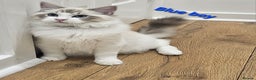 Ragdoll cats for sale: Pedegree Active Gccf 2 boys left  - Advert 8