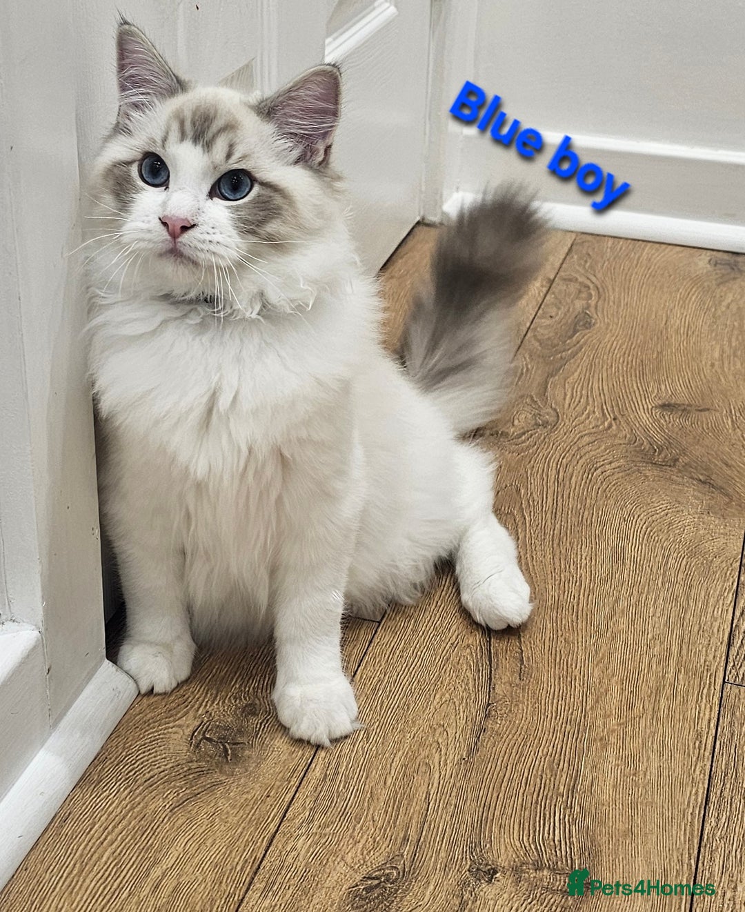Ragdoll cats for sale: Pedegree Active Gccf 2 boys left  - Advert 8