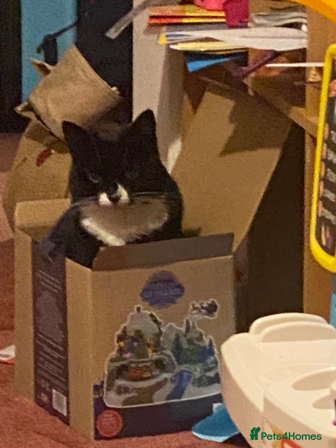 Domestic Shorthair cats for sale: Lovely Girl Mimi - Advert 4