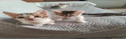 Mixed Breed cats for sale: 4 Bengal mix kittens. - Advert 5