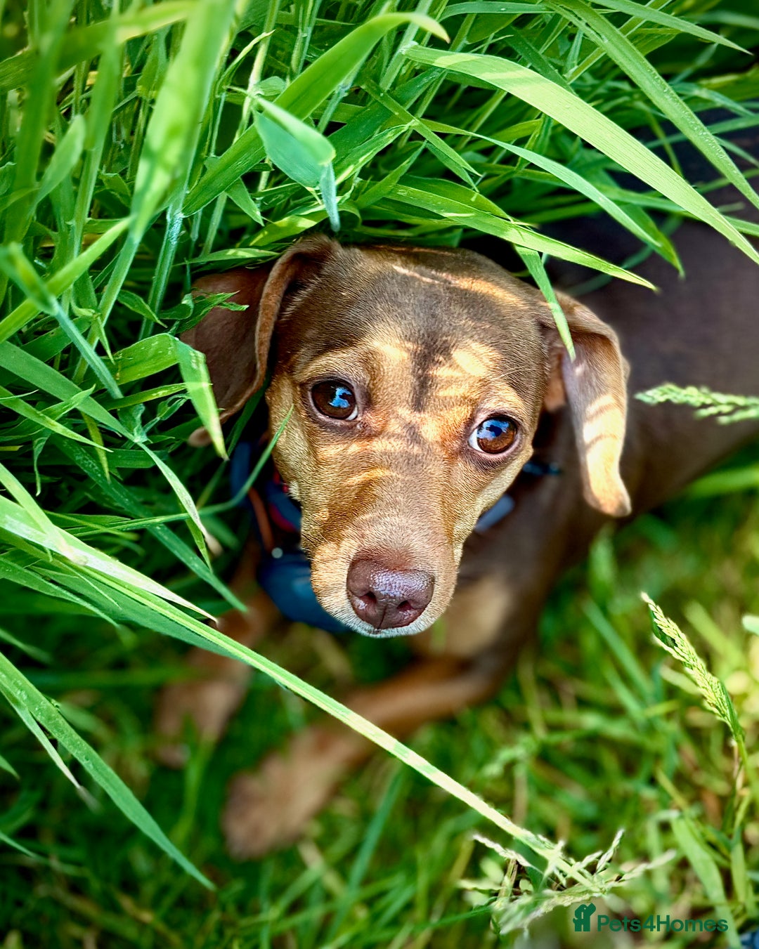 Mixed Breed dogs for sale: Daxijax/Jackshund/Dachshund/Jack - READY TO GO - Advert 3
