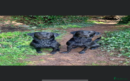 Labrador Retriever dogs for sale: Kc reg black working Labrador puppies  - Image 21