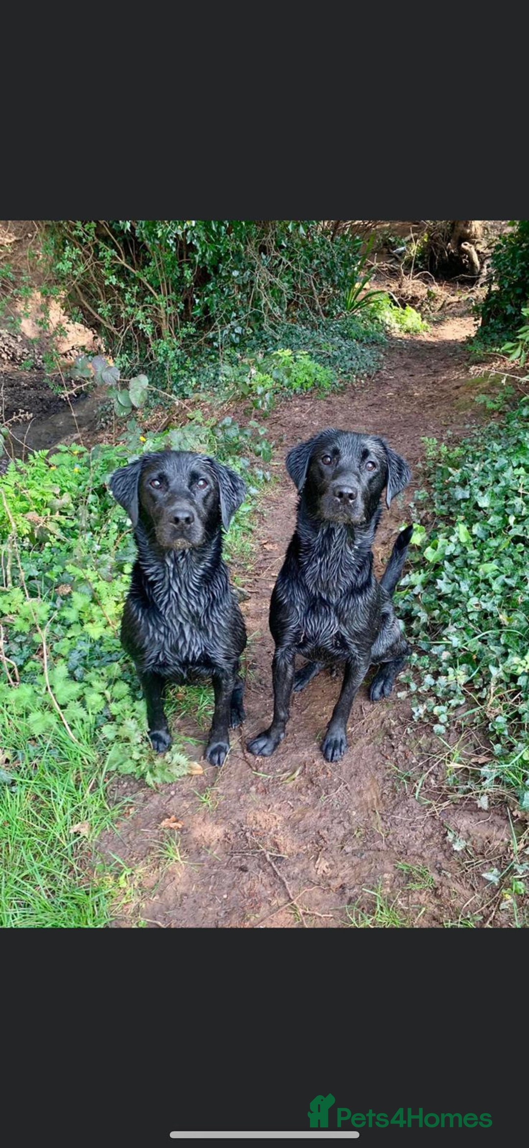 Labrador Retriever dogs for sale: Kc reg black working Labrador puppies  - Image 21