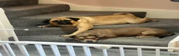 Mixed Breed dogs for sale: Very sad rehome - Advert 3
