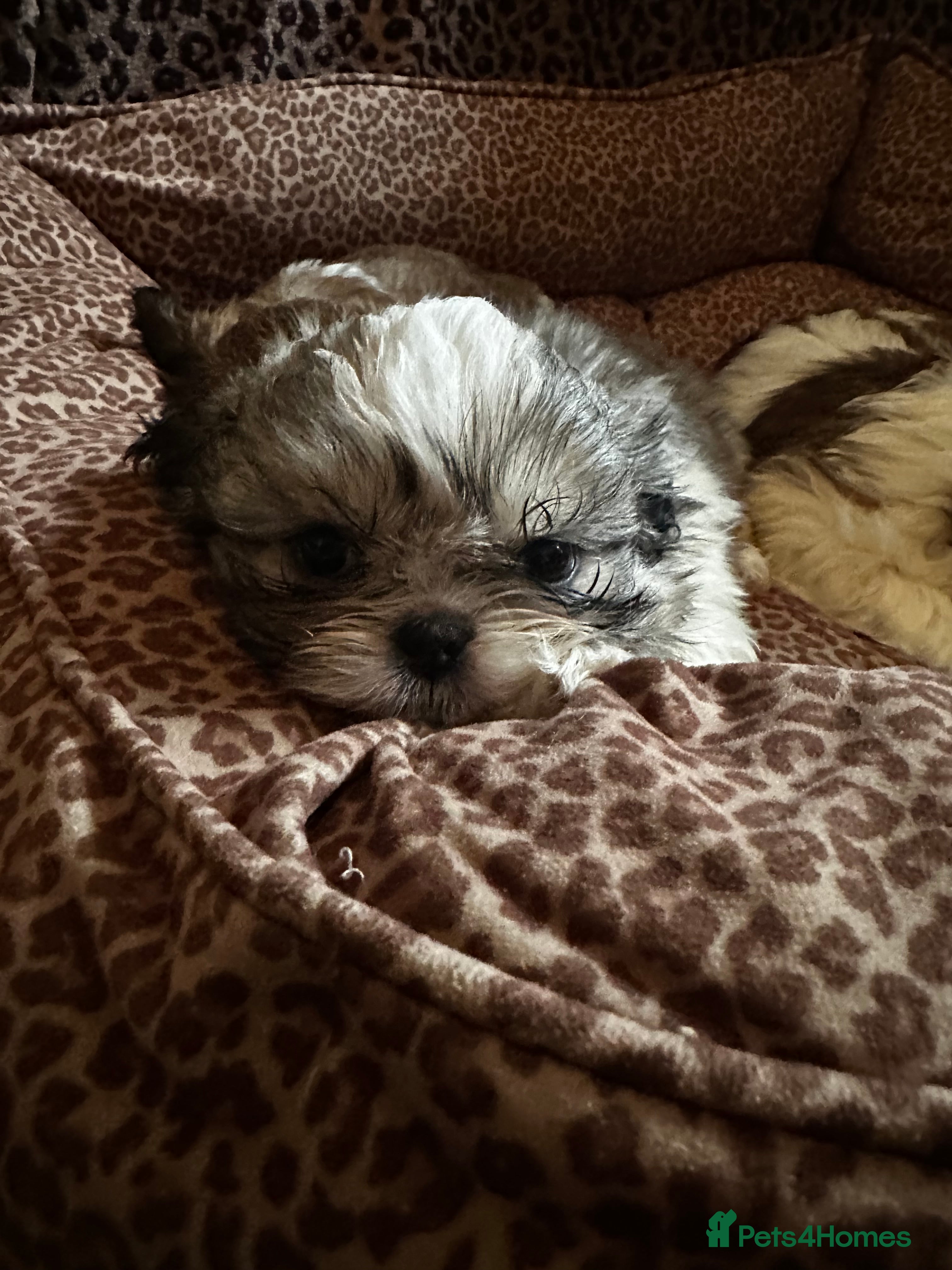 Shih Tzu dogs Shih Tzu Puppys miniature  - Advert 14