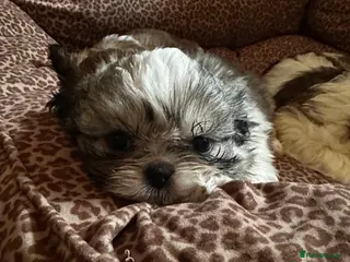 Shih Tzu dogs Shih Tzu Puppys miniature - Advert 10