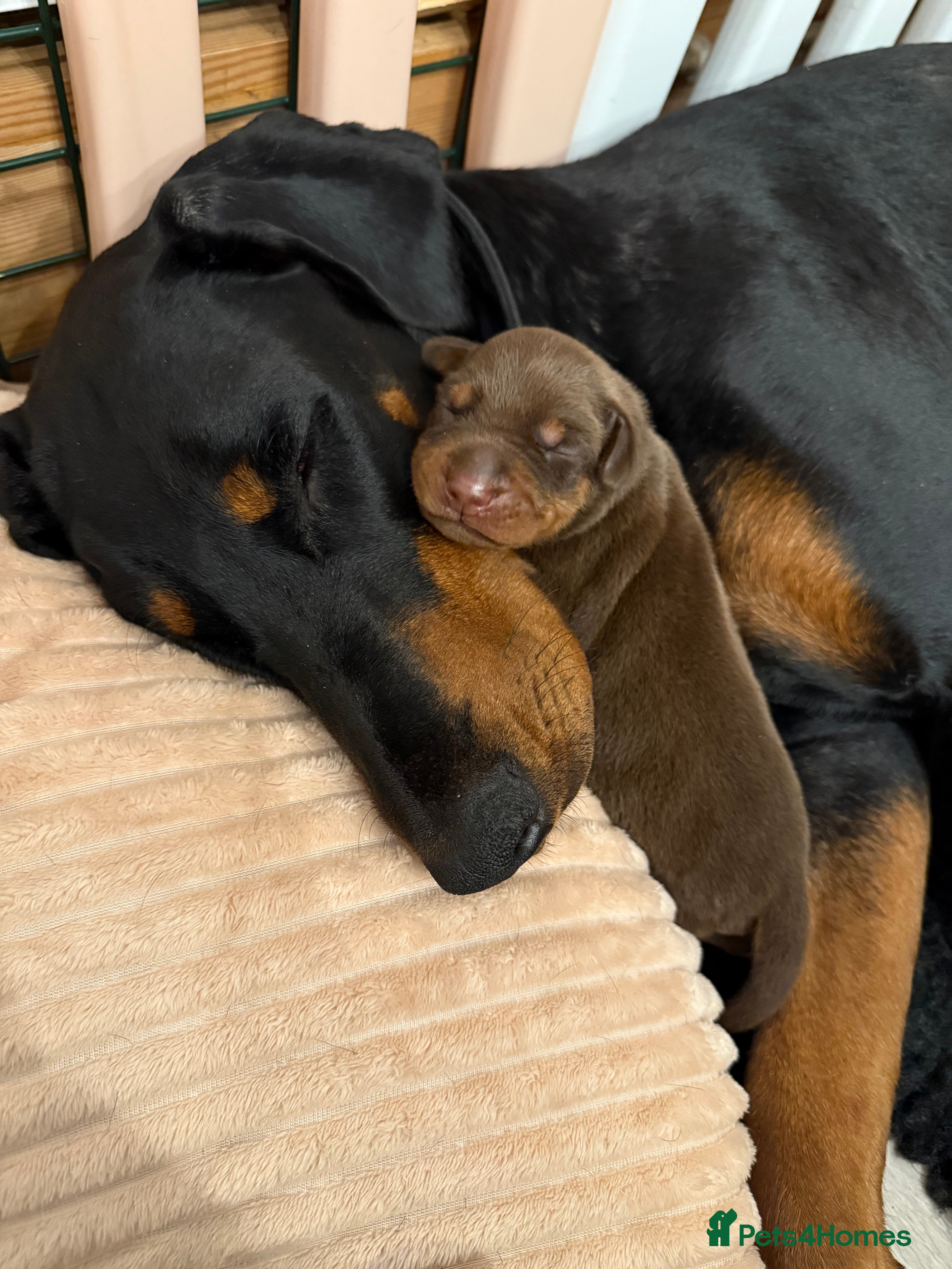 Dobermann dogs OUSTANDING DOBERMAN PUPS - READY MID FEB - Advert 5