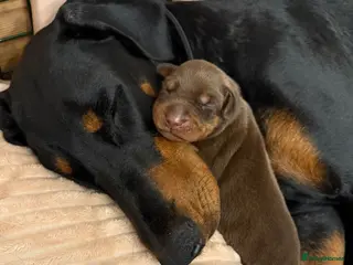 Dobermann dogs OUSTANDING DOBERMAN PUPS - READY MID FEB - Advert 11