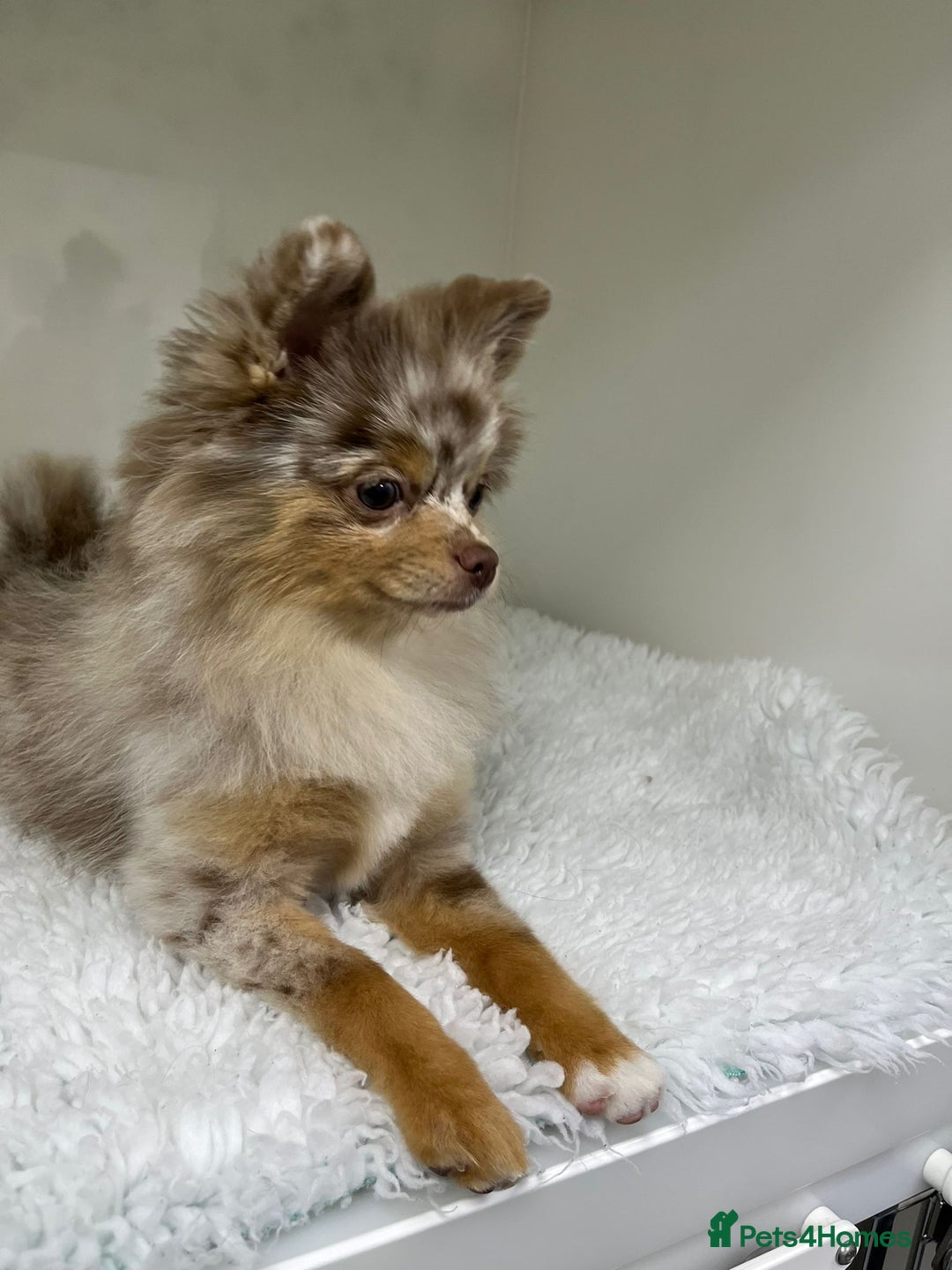 Pomeranian dogs for sale: Fluffy Pomeranian puppy’s MERLE & CHOCOLATE - Advert 13