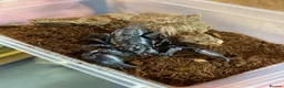 Mixed Breed invertebrates for sale: Various Invertebrates At Urban Exotics  - Advert 4