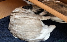 Lhasa Apso dogs for sale: 6 beautiful Lhasa Apso puppies - Image 5