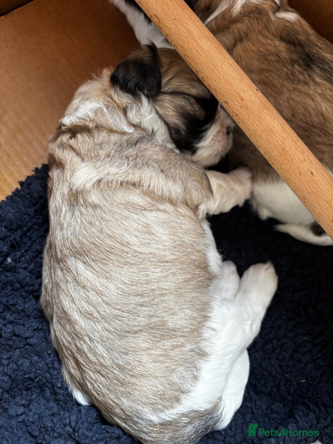 Lhasa Apso dogs for sale: 6 beautiful Lhasa Apso puppies - Image 5