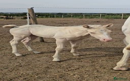 American Quarter horses for sale: Stunning Gold Champagne Filly  - Image 4