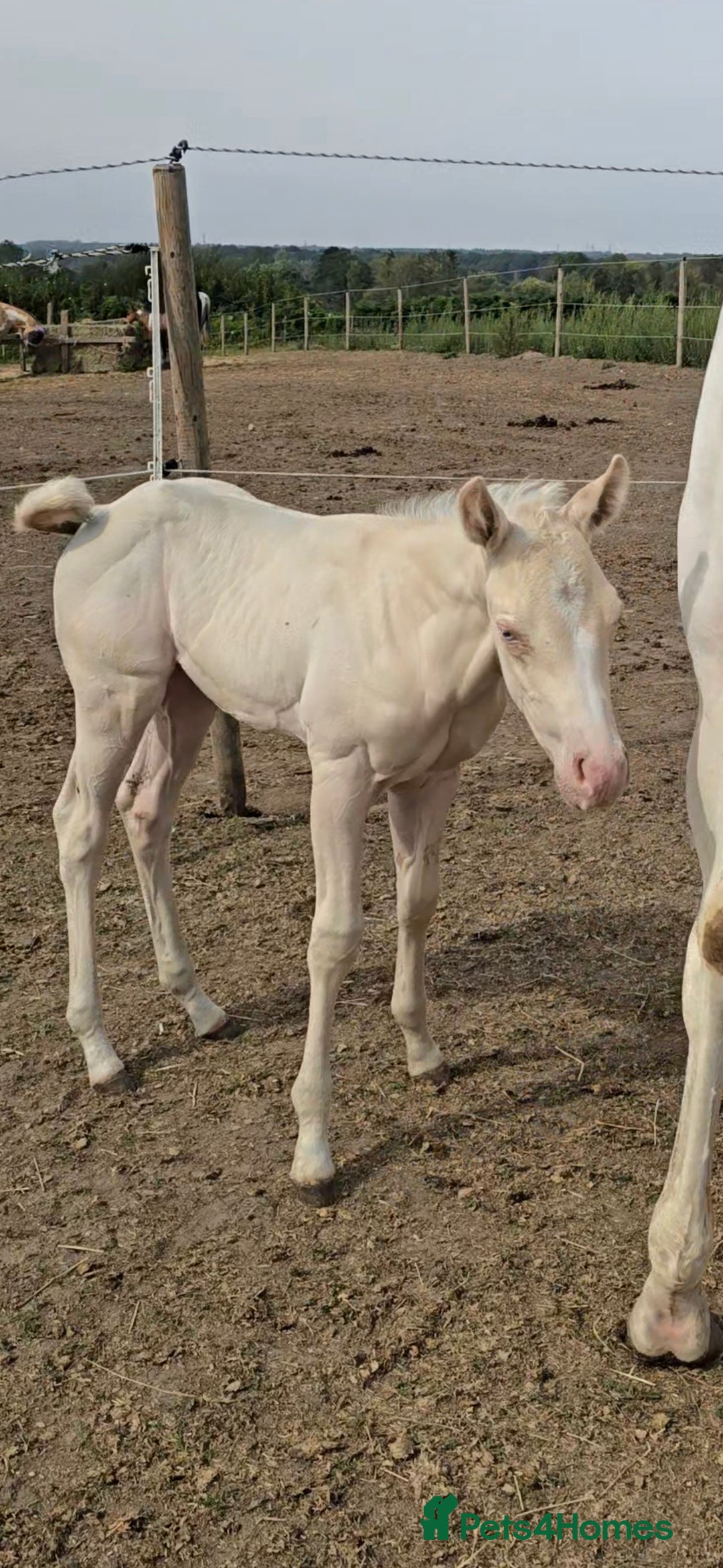 American Quarter horses for sale: Stunning Gold Champagne Filly  - Image 4