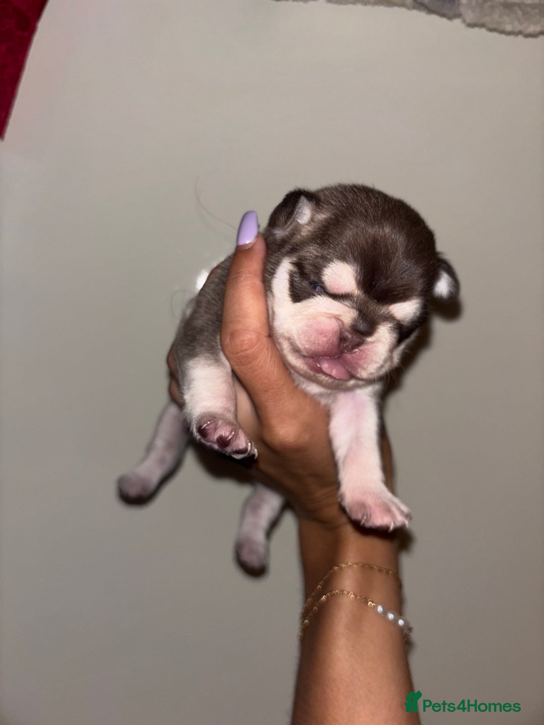 Pug dogs for sale: Beautiful kc registered Pug puppies - Image 9