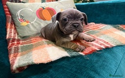 French Bulldog dogs for sale: French bulldog puppies  - Image 8