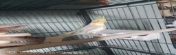 Cockatiels birds for sale: Two beautiful cocktails for rehoming  in Addlestone - Advert 5