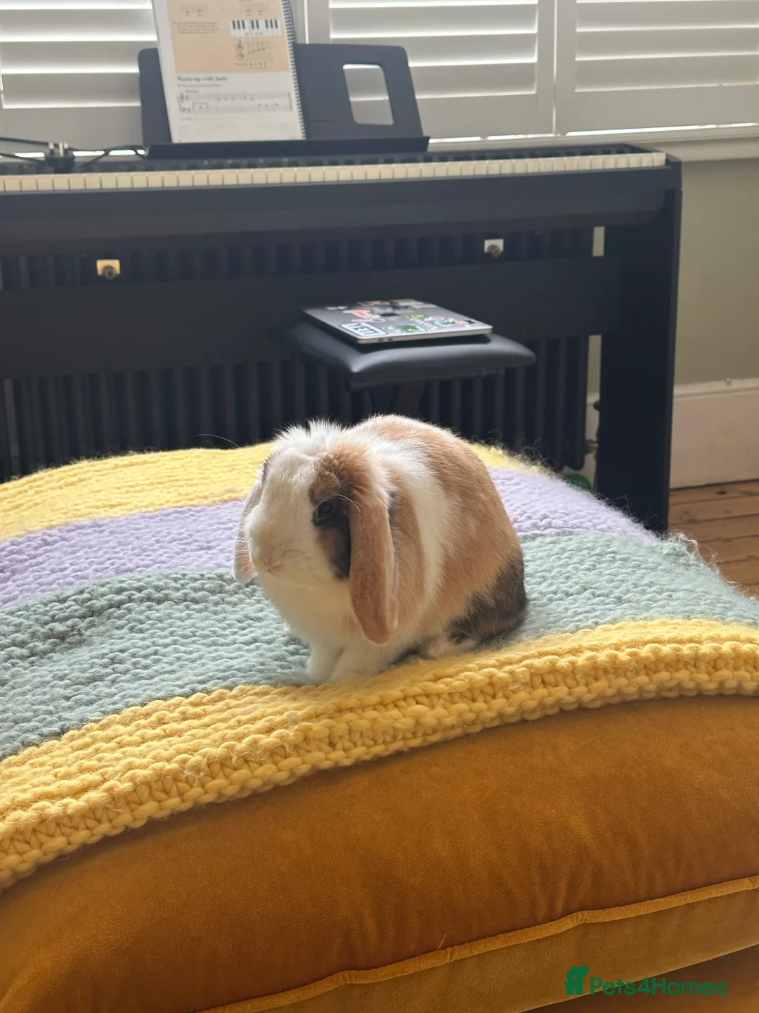Mini Lop rabbits for sale: Spayed mini lop looking for forever home - Advert 1