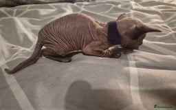 Sphynx cats for sale: 4 Female Sphynx Kittens - Advert 3