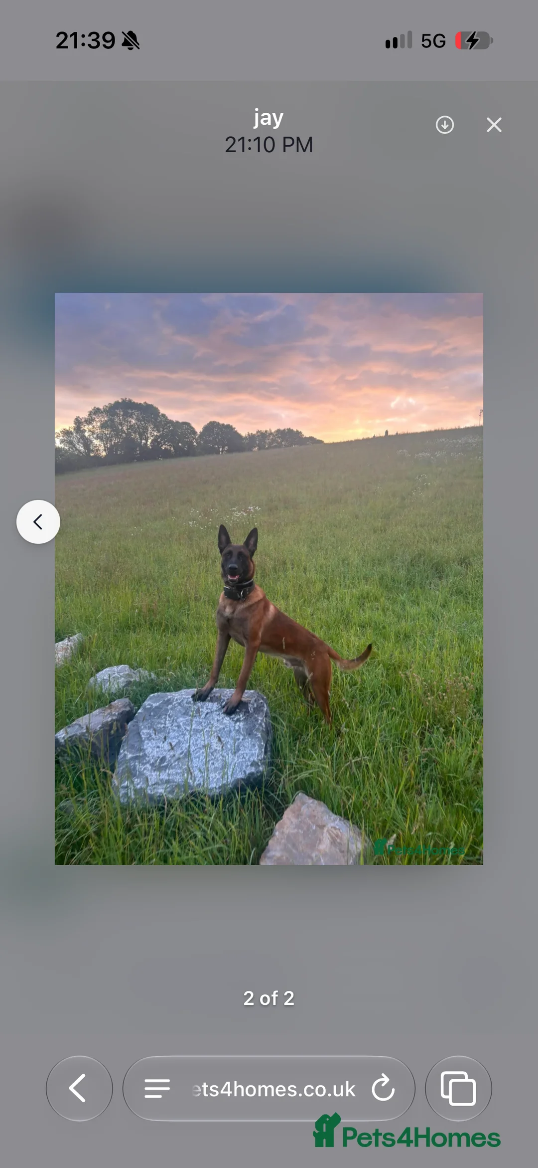 Mixed Breed dogs for sale: rico-dutch shepherd 12 weeks - Advert 2