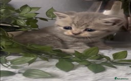 British Shorthair cats for sale: British short hair kittens  - Image 4