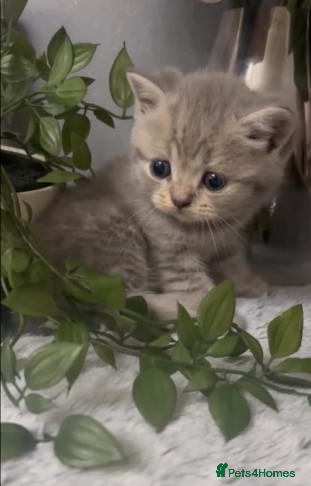 British Shorthair cats for sale: British short hair kittens  - Image 4