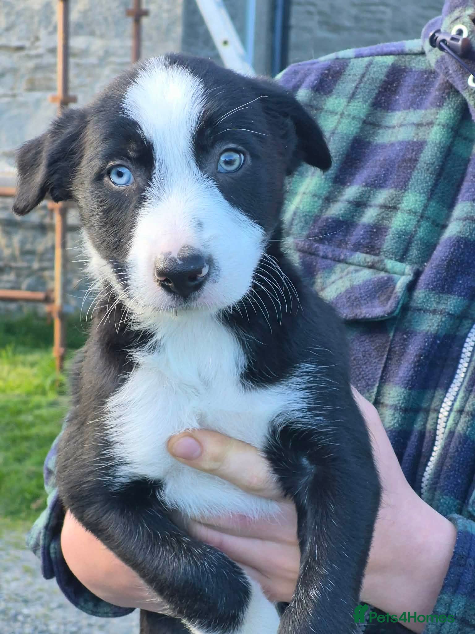 Mixed Breed dogs Border x Beardie Collies - Advert 1