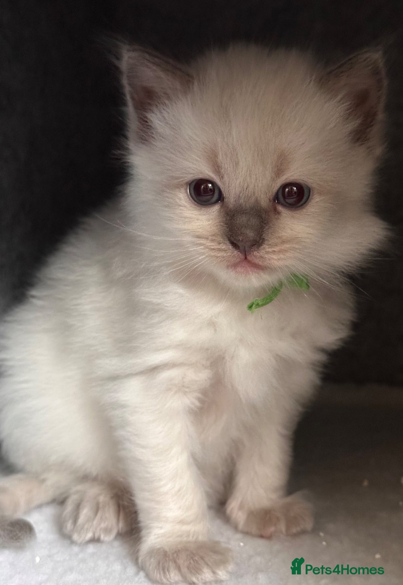 Ragdoll cats DNA Clear Blue Eyed Seal & Blue Point Ragdolls - Advert 5