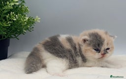 British Shorthair cats for sale: PEDIGREE REGISTERED CHUNKY BRITISH SHORTHAIRS  - Image 37