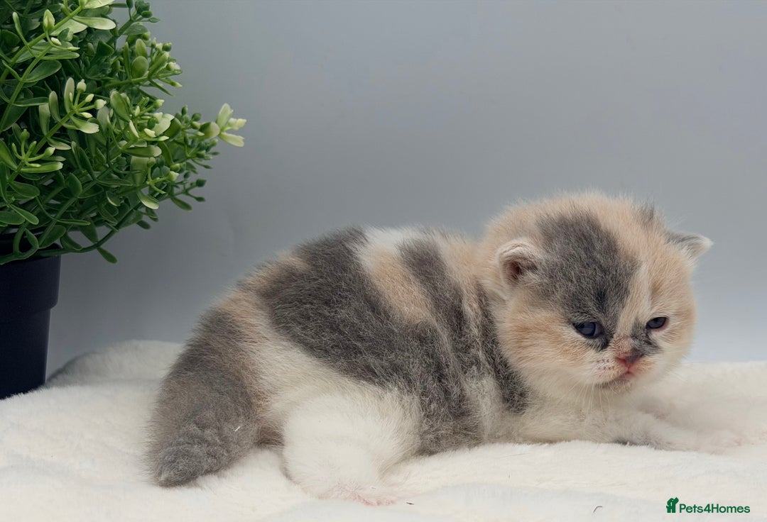 British Shorthair cats for sale: PEDIGREE REGISTERED CHUNKY BRITISH SHORTHAIRS  - Image 37
