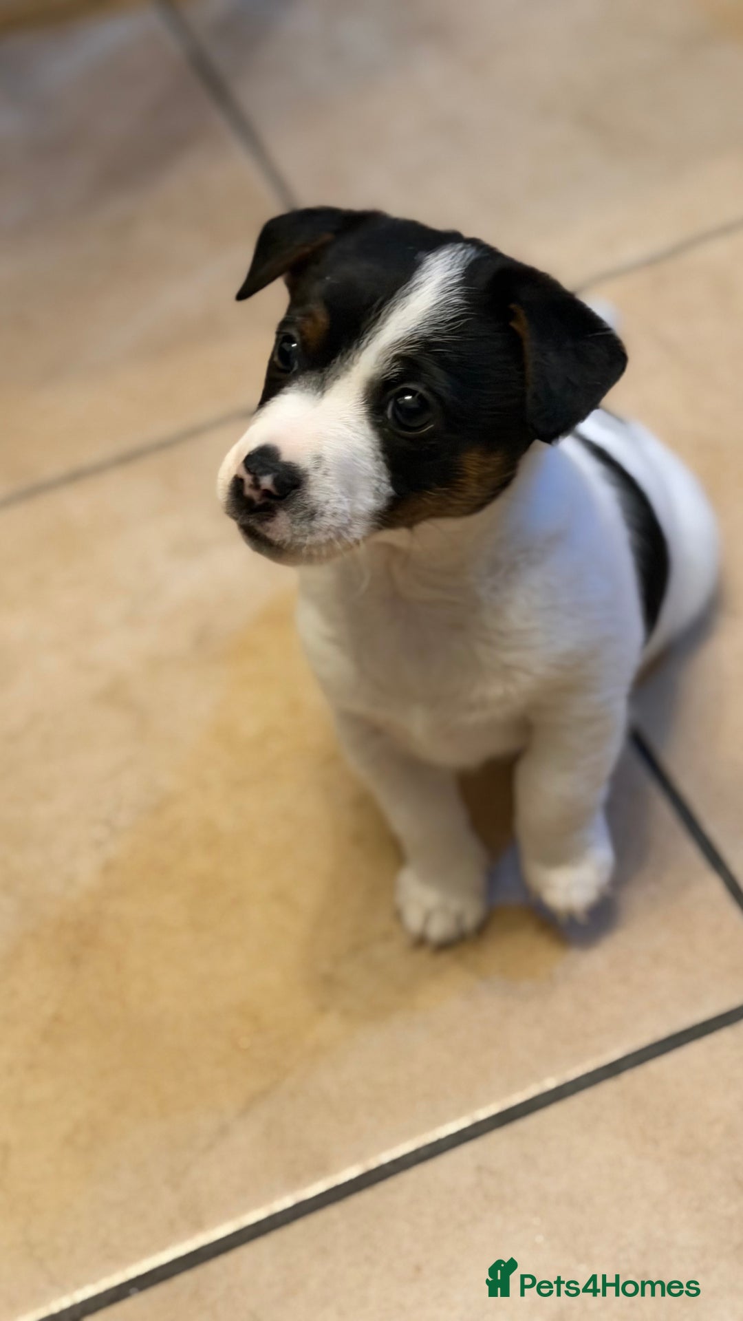 Jack Russell dogs for sale: Male Jack Russell  - Advert 6
