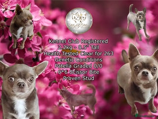 Chihuahua dogs - Advert 4