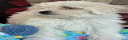 Mixed Breed dogs for sale: shichon x maltese puppies for sale  - Advert 5
