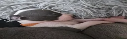 Whippet dogs for sale: The most precious! Kc wippets 🐶 boys & girls   - Advert 35