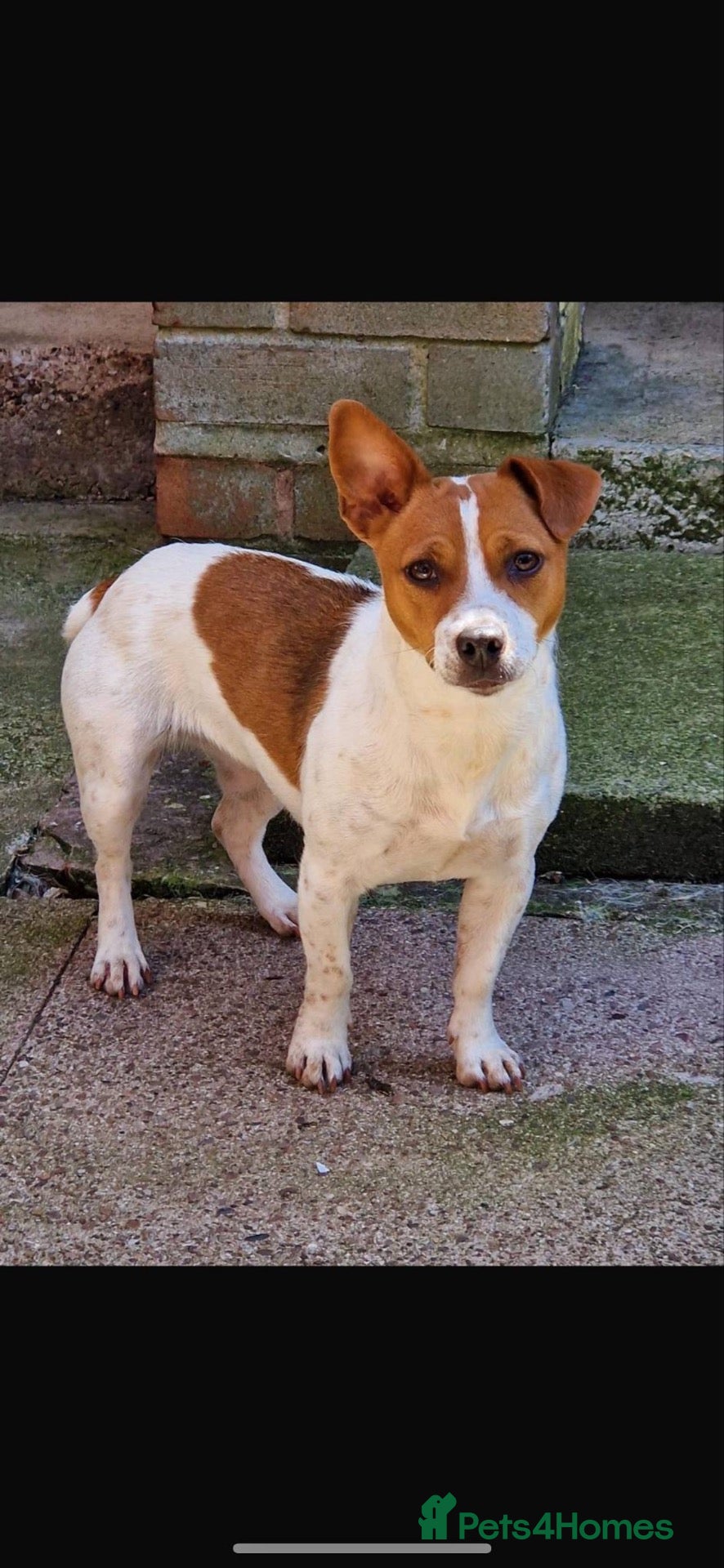 Jack Russell dogs for sale: 4 beutiful Jack Russell puppies  - Advert 16