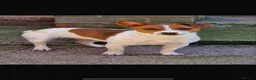 Jack Russell dogs for sale: 4 beutiful Jack Russell puppies  - Advert 1