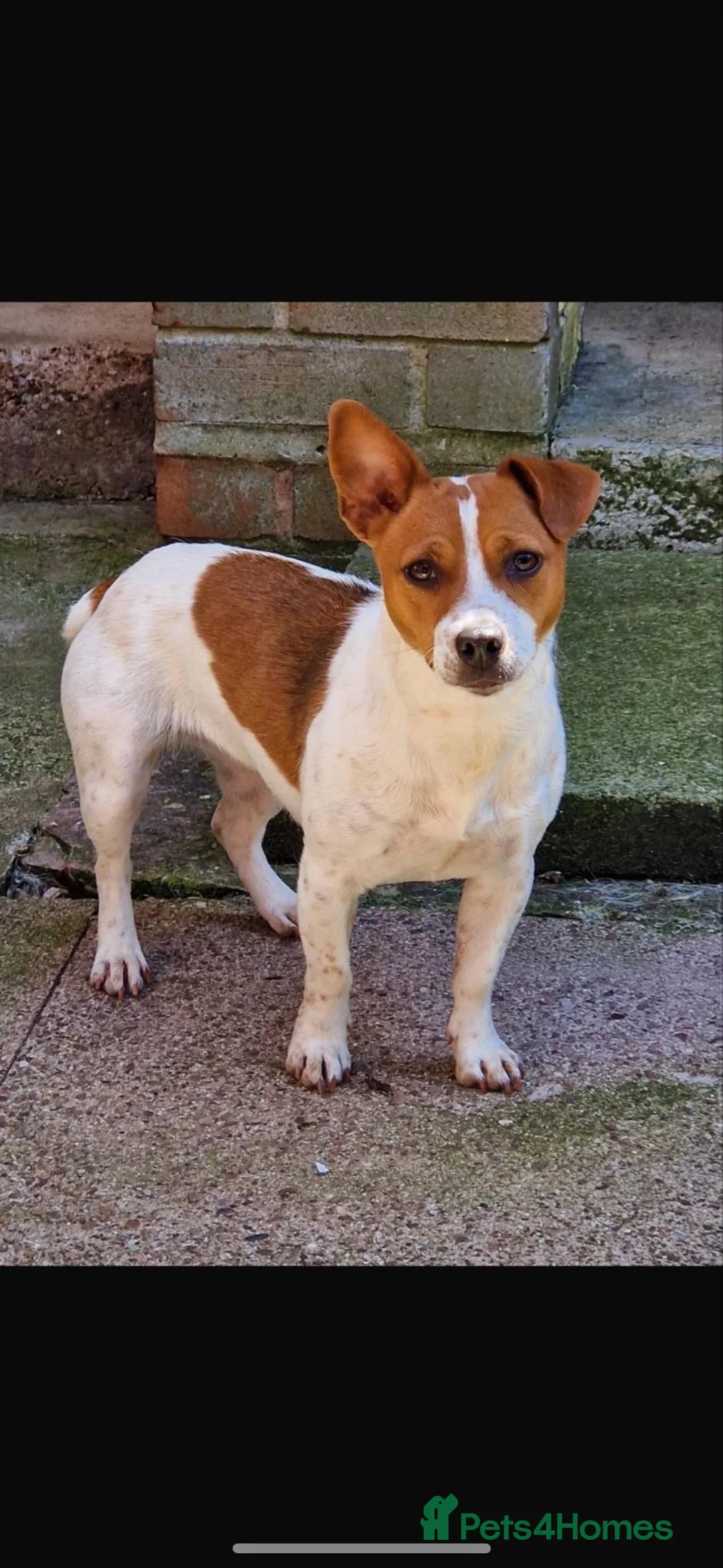 Jack Russell dogs for sale: 4 beutiful Jack Russell puppies  - Advert 1