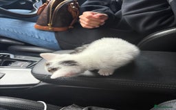 Domestic Shorthair cats for sale: Adorable Kittens for sale for good homes  - Image 2