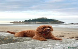 Cavapoo dogs for sale: Cavapoo F1b puppies due in December - Image 2