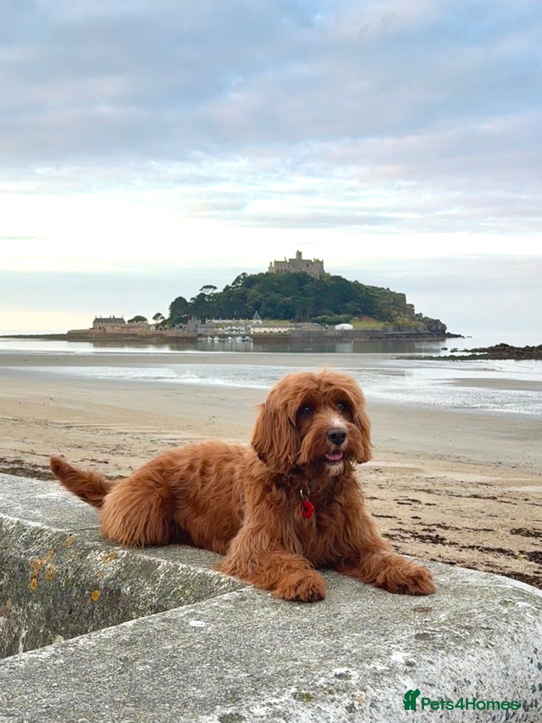 Cavapoo dogs for sale: Cavapoo F1b puppies due in December - Image 2