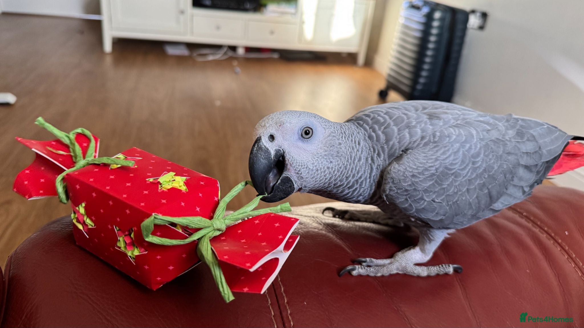 Parrots birds Krypto the amazing talking african grey - Advert 1