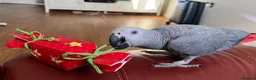 Parrots birds for sale: Krypto the amazing talking african grey in Solihull - Advert 1