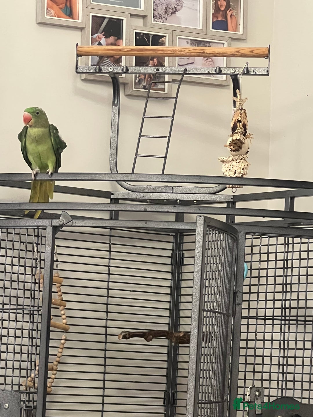 Parrots birds for sale: 16 week old Alexandrine parrot  - Image 2