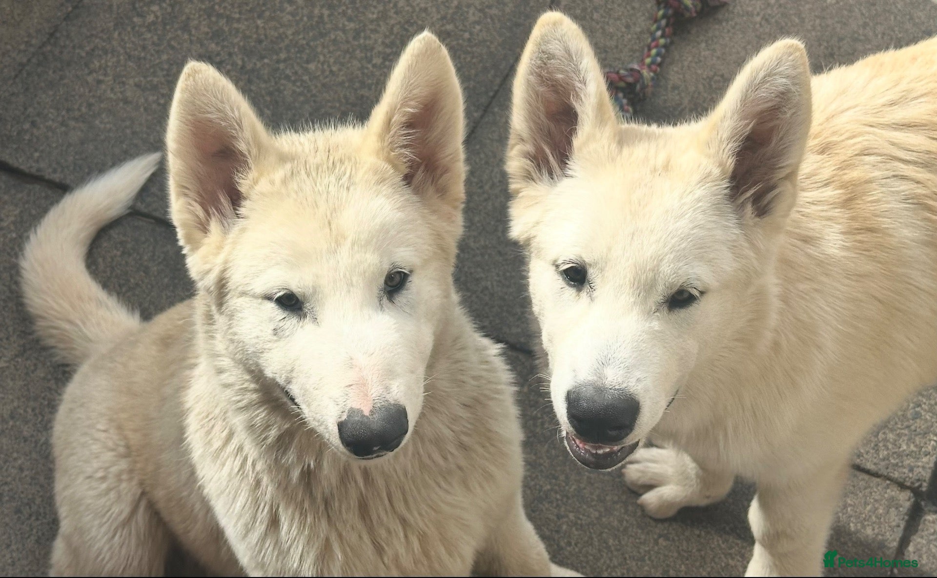Alaskan Malamute dogs 2 females and 2 males left - Advert 1