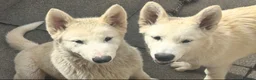 Alaskan Malamute dogs for sale: 2 females and 2 males left - Advert 3