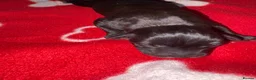 American Bull Staffy dogs for sale: American Staffy puppies  - Advert 4
