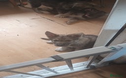 Shepsky dogs for sale: 4 gorgeous puppies - Image 1