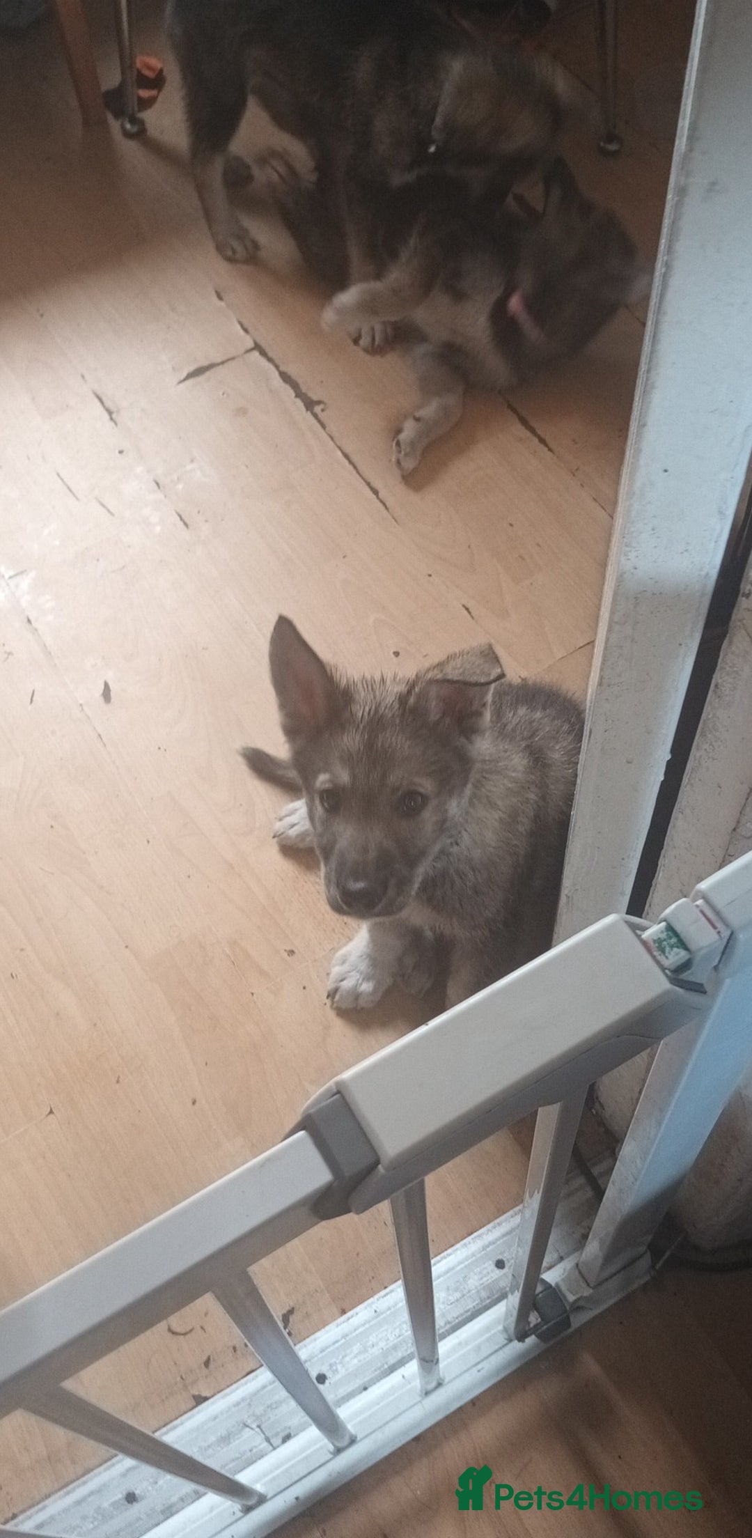 Shepsky dogs for sale: 4 gorgeous puppies - Image 1