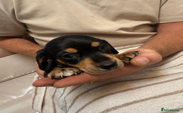 Miniature Dachshund dogs - Advert 5